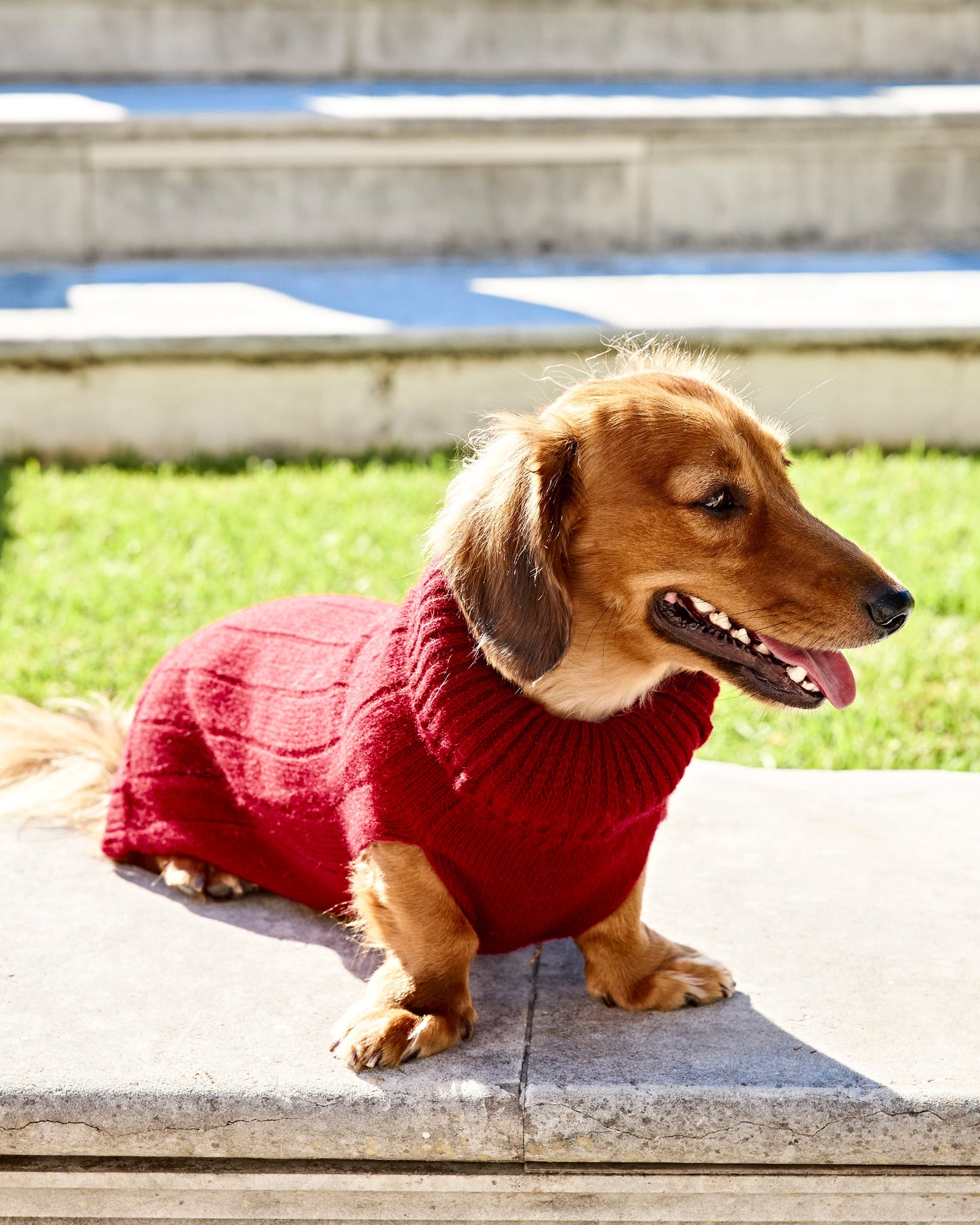 Kaschmirsweater Aspen Hund