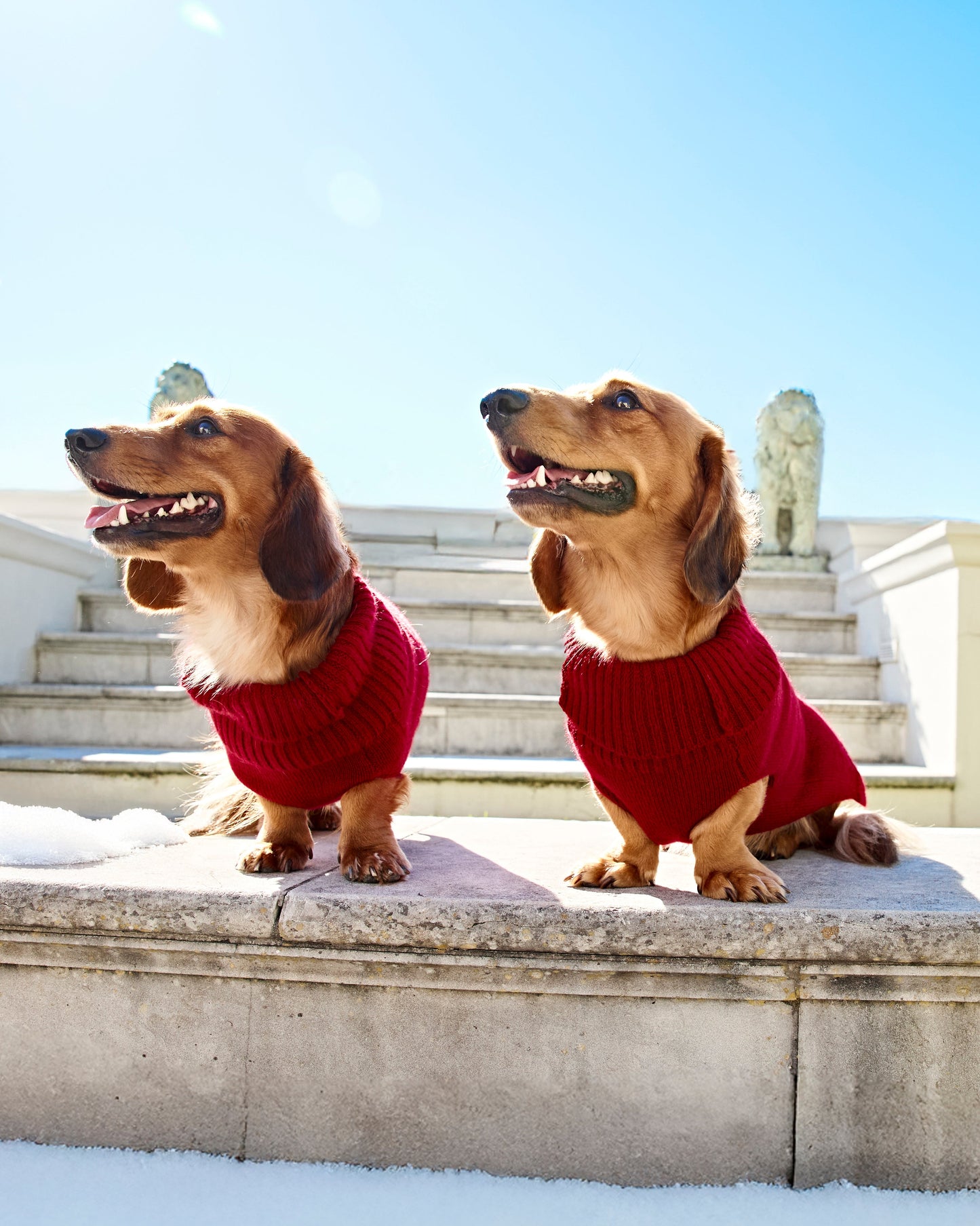 Kaschmirsweater Aspen Hund