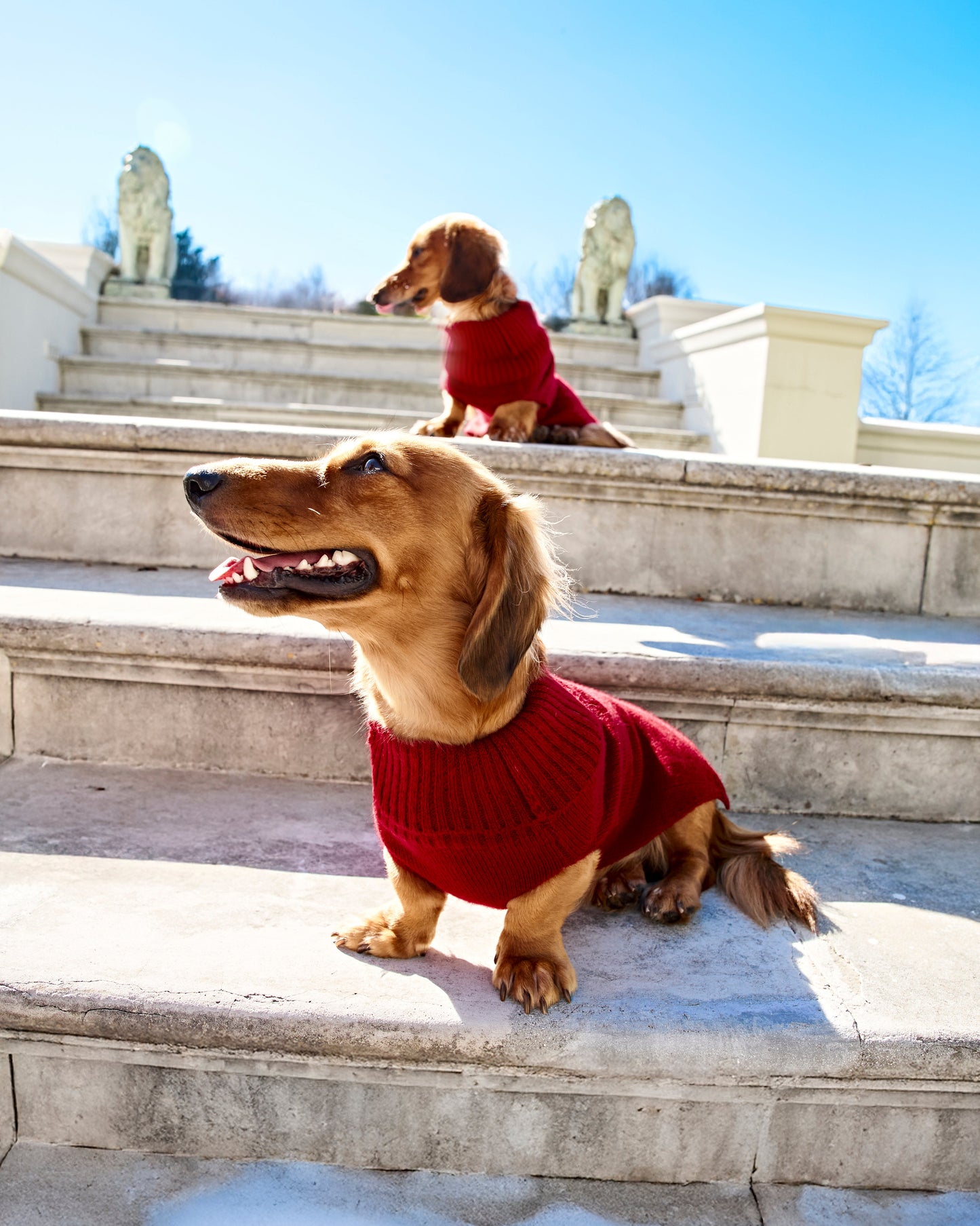 Kaschmirsweater Aspen Hund